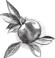 Black and white crosshatch vector sketch illustration of a pomegranate