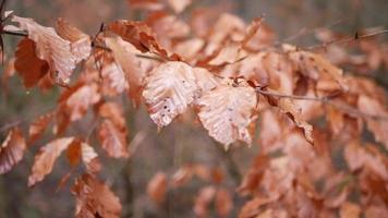 Yellowed leaves shot in bokeh style video
