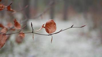 Yellowed leaves shot in bokeh style video