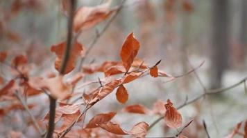 vergeeld bladeren schot in bokeh stijl video