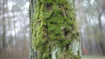 Moss close-up on a tree video