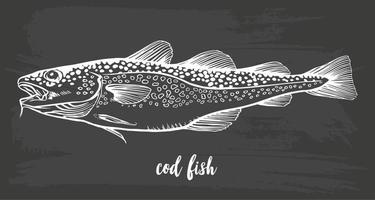 Chalk sketch of cod fish, Gadus morhua,  on blackboard background. Hand drawn vector illustration