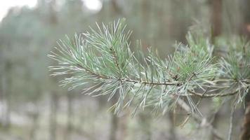 Beautiful fir branches shot close up in bokeh style video