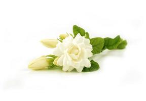 blooming jasmine flower on white photo