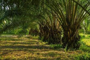 raw of green palm tree photo