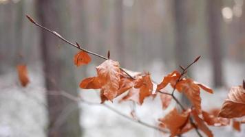 gulnat löv skott i bokeh stil video