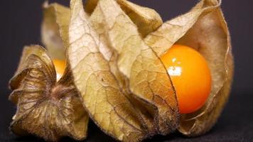 physalis detailopname Aan een zwart achtergrond draait video