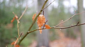 Yellowed leaves shot in bokeh style video