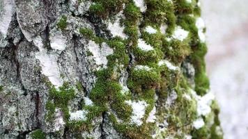 muschio avvicinamento su un' albero video