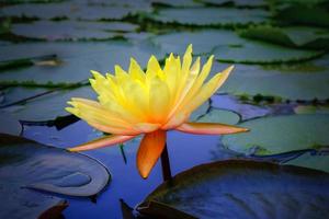 yellow water lily in pond photo