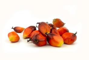 group of oil palm fruit on white photo