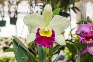 blooming white cattleya orchid flower photo