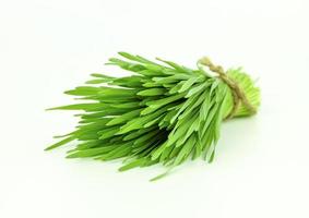 wheat grass on white background photo