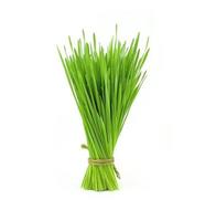 bunch of wheat grass photo