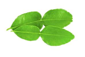 top view kaffir lime leaves photo