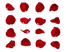 red rose petals isolated photo