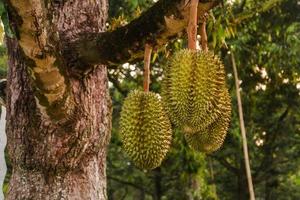 durian fruit on tree photo