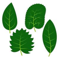 Set of four green leaves on white background. Vector illustration