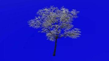 Tree Animation - flowering dogwood - indian arrowwood - cornelian tree - white cornel - white dogwood - false boxwood - cornus florida - green screen chroma key - white - big - 2a video