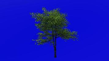 Tree Animation - flowering dogwood - indian arrowwood - cornelian tree - white cornel - white dogwood - false boxwood - cornus florida - green screen chroma key - leaf - big - 1a - summer spring video