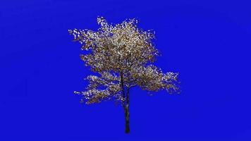 Tree Animation - flowering dogwood - indian arrowwood - cornelian tree - white cornel - white dogwood - false boxwood - cornus florida - green screen chroma key - leaf - big - 1a - winter snow video