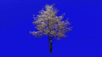 árvore animação - floração dogwood - indiano arrowwood - cornalina árvore - branco Cornel - branco dogwood - falso buxo - cornus florida - verde tela croma chave - folha - ampla - 1b - neve inverno video