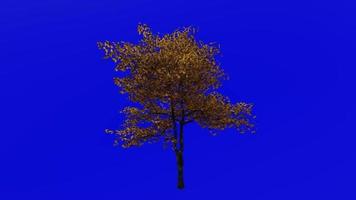 Tree Animation - flowering dogwood - indian arrowwood - cornelian tree - white cornel - white dogwood - false boxwood - cornus florida - green screen chroma key - leaf - big - 1a - autumn fall video