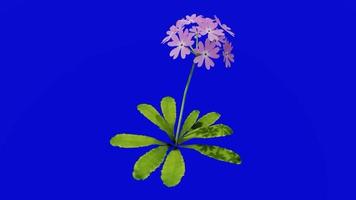 Flower - bird's eye primrose - mistassini primrose - lake primrose - primula mistassinica - looping animation - green screen chroma key - pink - single 1b video