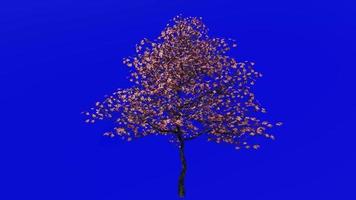 Tree Animation - flowering dogwood - indian arrowwood - cornelian tree - white cornel - white dogwood - false boxwood - cornus florida - green screen chroma key - pink - small - 3a video