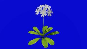 Flower - bird's eye primrose - mistassini primrose - lake primrose - primula mistassinica - looping animation - green screen chroma key - white - single 1b video