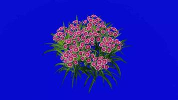Flower - chinese pink - rainbow pink - china pink - dianthus chinensis - looping Animation - green Screen chroma key - red white 1b video