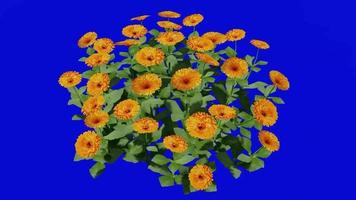 Flower - english marigold - calendula officinalis - looping animation - green screen chroma key - group 1b video