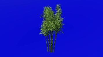 Tree Animation - bamboo tree - phyllostachys pubescens - green screen chroma key - 2c video