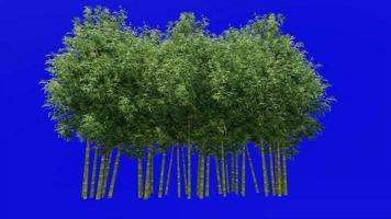 boom animatie - bamboe boom - phyllostachys puberteit - groen scherm chroma sleutel - 1e video