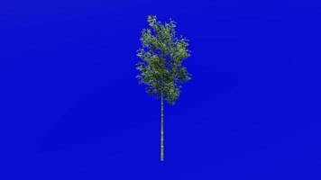 Tree Animation - bamboo tree - phyllostachys pubescens - green screen chroma key - 1a video