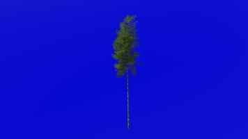 arbre animation - bambou arbre - phyllostachys pubescent - vert écran chrominance clé - 3a video