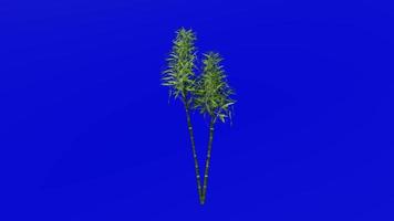 arbre animation - bambou arbre - phyllostachys pubescent - vert écran chrominance clé - 2b video