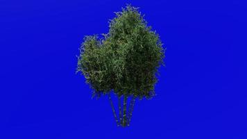 arbre animation - bambou arbre - phyllostachys pubescent - vert écran chrominance clé - 3e video