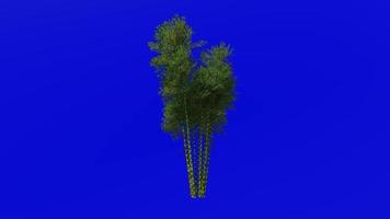 albero animazione - bambù albero - phyllostachys pubescens - verde schermo croma chiave - 3d video