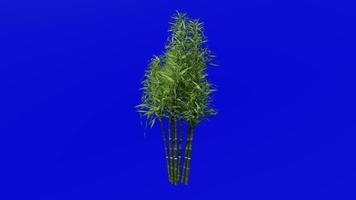 boom animatie - bamboe boom - phyllostachys puberteit - groen scherm chroma sleutel - 2d video