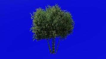 arbre animation - bambou arbre - phyllostachys pubescent - vert écran chrominance clé - 3f video