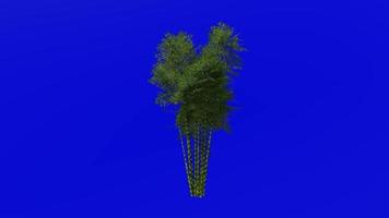 Tree Animation - bamboo tree - phyllostachys pubescens - green screen chroma key - 3c video