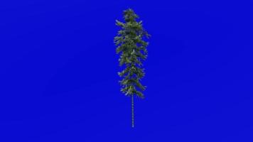 arbre animation - bambou arbre - phyllostachys pubescent - vert écran chrominance clé - 4a video