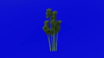 träd animering - bambu träd - phyllostachys pubescens - grön skärm krom nyckel - 5b video