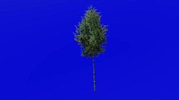 träd animering - bambu träd - phyllostachys pubescens - grön skärm krom nyckel - 3b video