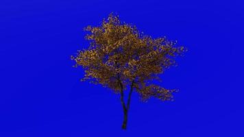 árvore animação - floração dogwood - indiano arrowwood - cornalina árvore - branco Cornel - branco dogwood - falso buxo - cornus florida - verde tela croma chave - folha - grande - 1b - outono outono video