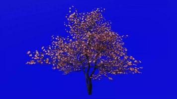 Tree Animation - flowering dogwood - indian arrowwood - cornelian tree - white cornel - white dogwood - false boxwood - cornus florida - green screen chroma key - pink - small - 2c video