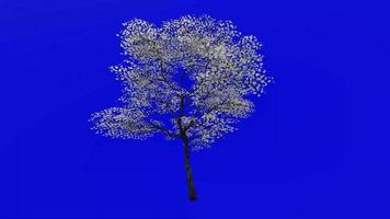 Tree Animation - flowering dogwood - indian arrowwood - cornelian tree - white cornel - white dogwood - false boxwood - cornus florida - green screen chroma key - white - big - 2b video