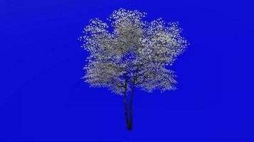 Tree Animation - flowering dogwood - indian arrowwood - cornelian tree - white cornel - white dogwood - false boxwood - cornus florida - green screen chroma key - white - large - 1b video