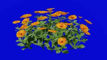 Flower - english marigold - calendula officinalis - looping animation - green screen chroma key - group 1a video